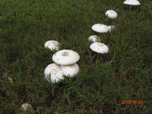 French Drain - Mushrooms